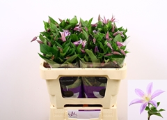 Clematis Star River 50cm 23