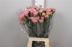 Di St Lege 70cm 23