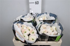 Ran Su Hanoi 45cm 10gram