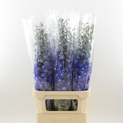 Delph El Dev Na Blue 100cm 23