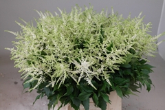 Astil Washington 50cm