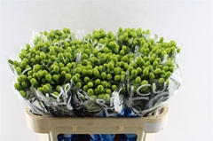 Hyper Coco Bamboo Green 70cm
