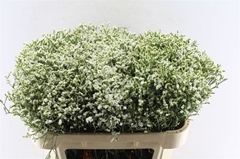 Lim Sin Sen P Colada 70cm 30gram