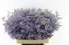 Lim Saf Classic Blue 80cm 50gram