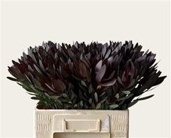 Leucad Saf Sunset 60cm