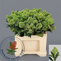 Skim J Frank Whit Bs 45cm