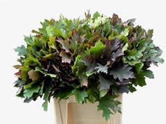 Eiken Blad Rubra 60cm
