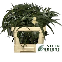 Eucalyptus Boula Per Bos