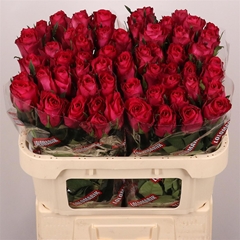 R Gr Madam Cerise