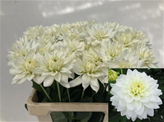 Dahl Karma Maa Zwaan 60cm