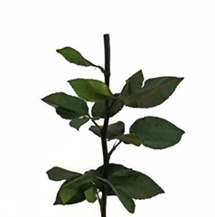 R Gr Colortreated 70cm
