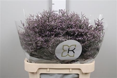 Lim Safora Lilac 80cm 35gram