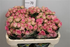R Tr Pink Bijoux 70cm 55+