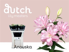 Li Or Du Anouska 85cm 35+