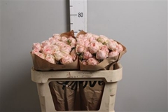 R Tr Other 70cm 55+