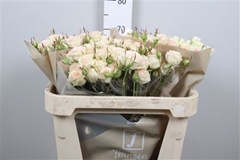 R Gr Colortreated 70cm