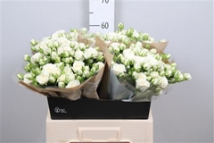 R Tr Josephine 60cm 55+