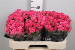 R Tr Lianne 60cm 65+