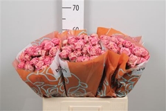 R Tr Flinders Lane 60cm 65+