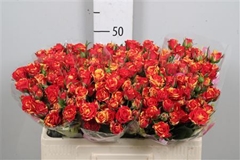 R Tr Fire Flash 50cm 45+