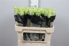R Gr Green Generatio 70cm