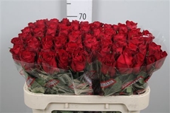 R Gr Madam Red 70cm