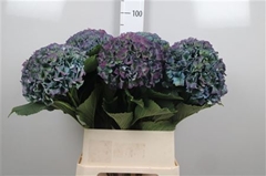 Hydr M Roy Parade Cl 80cm 24cm Ø