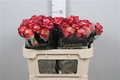 R Gr Apple Jack 70cm