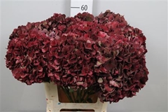 Hydr M Mag Pi Rub Cl 60cm 18cm Ø