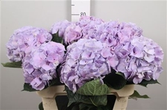 Hydr M Royal Benefit 80cm 21cm Ø