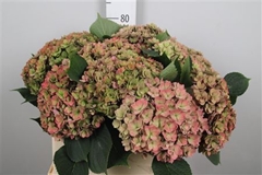 Hydr M Roy Anasta Cl 80cm 24cm Ø