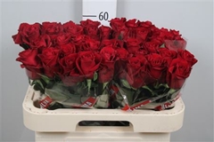 R Gr Ever Red 60cm