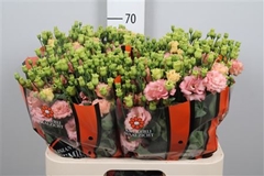 Eus G Sabrina Orange 70cm