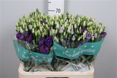 Eust G Rosita Blue 70cm