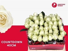 R Gr Countdown! 40cm