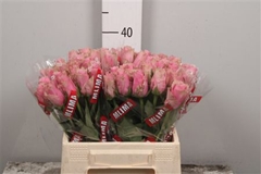 R Gr Athena Royale 40cm