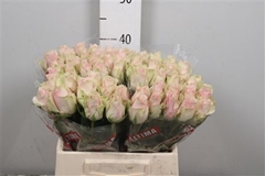 R Gr Pink Athena 40cm
