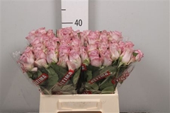 R Gr Memory Lane! 40cm