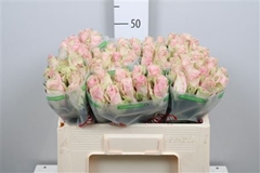 R Gr Pink Athena 50cm