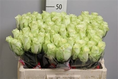 R Gr Athena 50cm