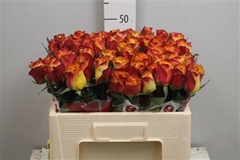 R Gr Downtown! 50cm