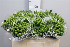 Hyper Coco Bamboo Green 50cm