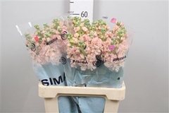 Matth Iron Apricot 60cm 23