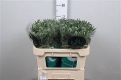 Eryng Sirius Questar 70cm