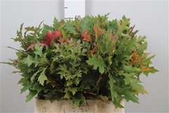 Quercus Palustris 60cm