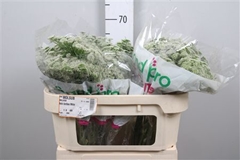 Ammi Visnaga 70cm