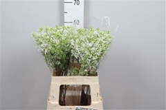 Syr V Engler Weiss T 60cm