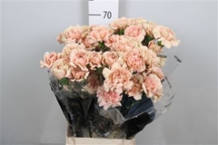 Di St Caramel 65cm 23