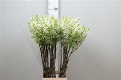 Syr V Engler Weiss T 90cm