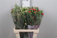 Di Tr Gem In Fust 65cm 23